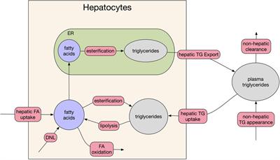 A Quantitative Systems Pharmacology Model of Liver Lipid Metabolism for Investigation of Non-Alcoholic Fatty Liver Disease